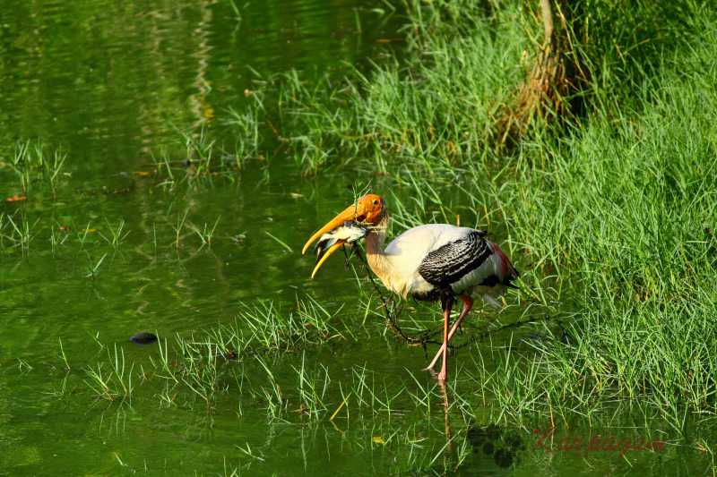 Painted Stork