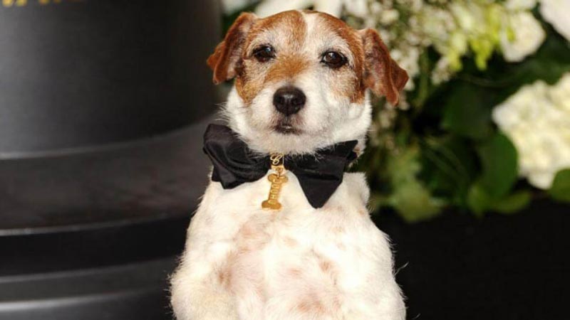 Palm Dog Award - Celebrating The Best Dogs In Cinema