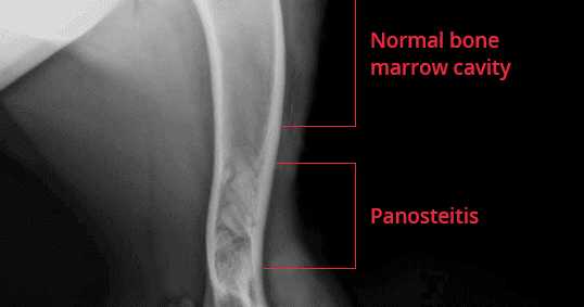 Panosteitis (Pano) Or Long Bone Disease In German Shepherd Dog 