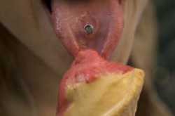 Papa wants to cut my tongue! :(