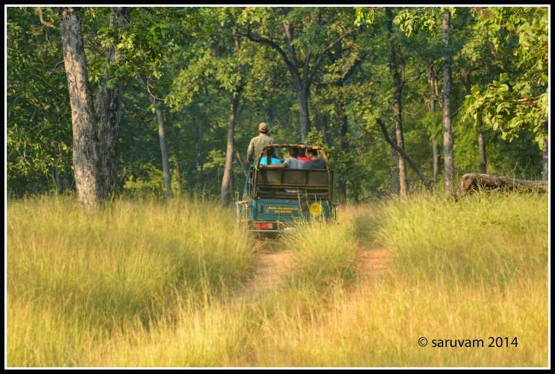 Patience Or Passion - Tigers Of Tadoba Andhari Reserve 