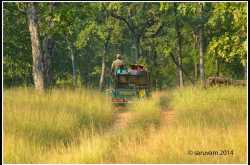 Patience or Passion - Tigers of Tadoba Andhari Reserve 