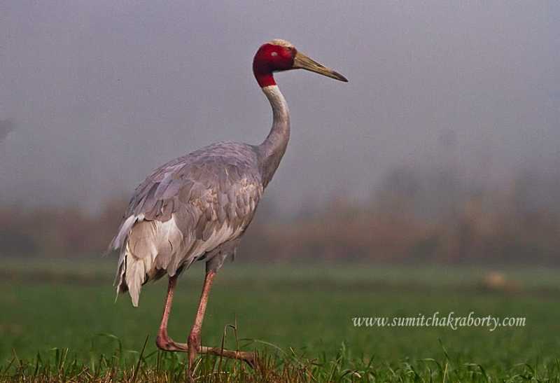 Patna Bird Sanctuary: An Ignored Potential ( Part II)
