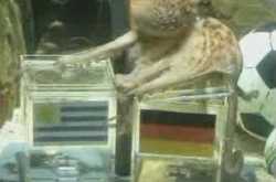 Paul Octopus-Predictor