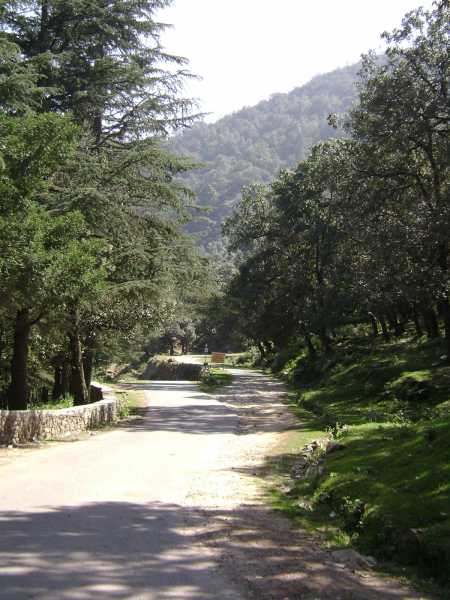 Pauri