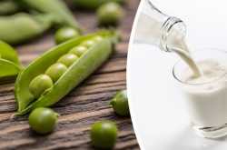 Pea Milk - Is It Better Than Dairy Milk? | Indian Weight Loss Blog