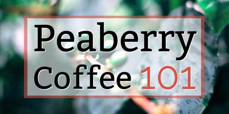 Peaberry Coffee Beans: Description, Flavor Profile, And Top Picks!
