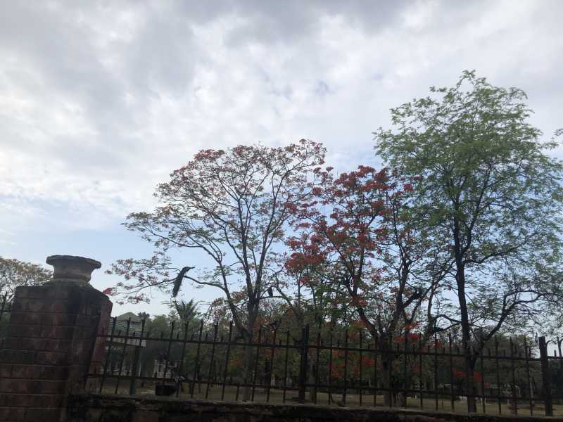 Peacocks & Gulmohars On A Cycling Trail: #WordlessWednesday