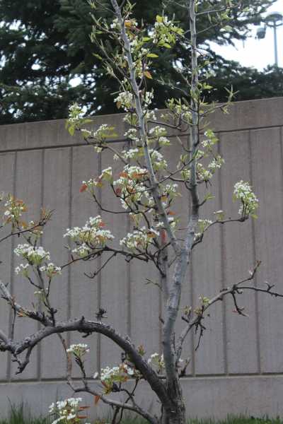 Pear Tree