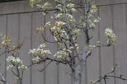 Pear tree