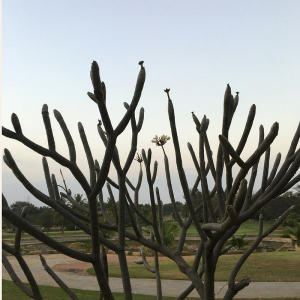 Peddling In Memories With The First Of A Three Dimensional View.