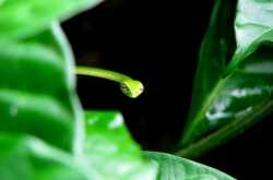 Peek-a-boo. So much like me these days.