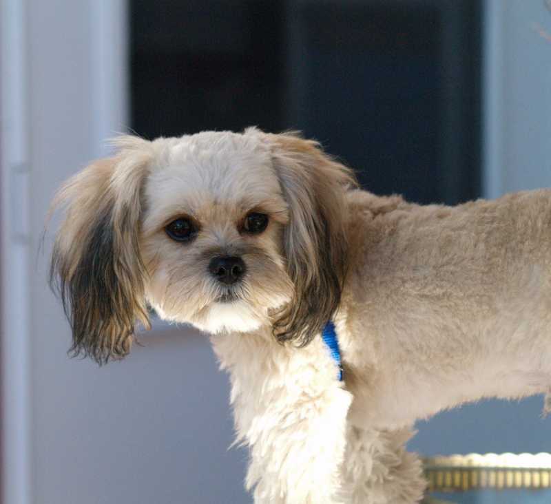 Peekapoo The Hybrid Dog - 15 Facts About The Adorable Pekingese Poodle Mix