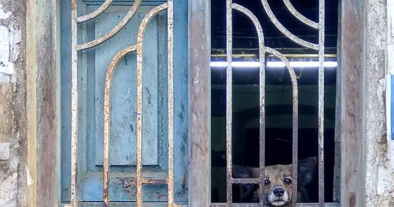 Peeping Puppy On The Window