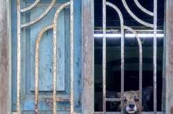 Peeping Puppy on the window