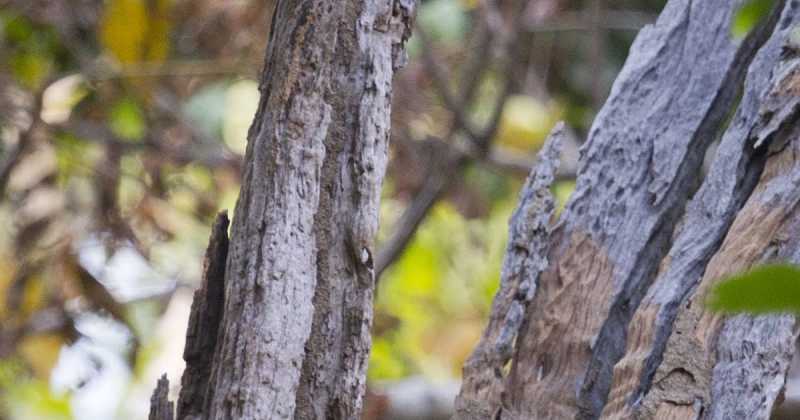 Pench - Nov 2018 Photos