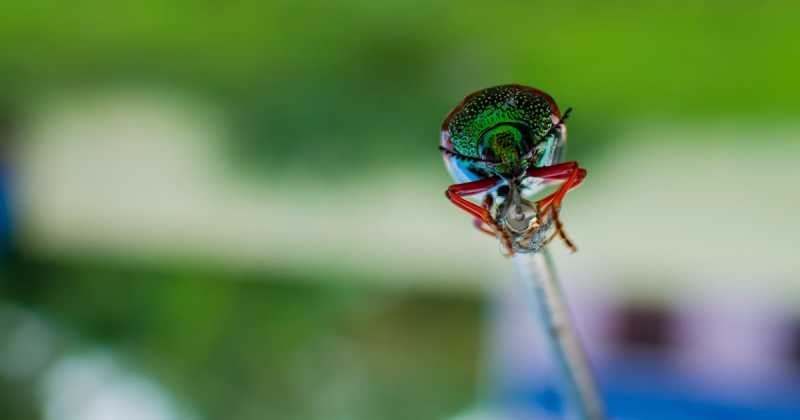 Peocock Among The Bees