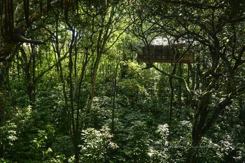 Pepper Trail  :    Courting Wilderness In Wayanad