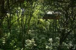 Pepper Trail  :    Courting Wilderness in Wayanad