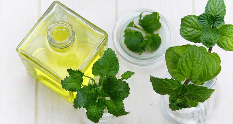Peppermint Oil For Fleas - Why It Is A Safe & Natural Flea Repellent?