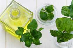 Peppermint Oil for Fleas - Why It Is a Safe & Natural Flea Repellent?