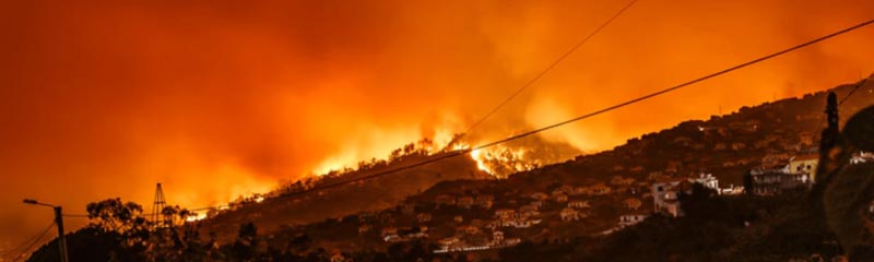 Performance Artist Burns 10,000 Trees To Bring Attention To Plight Of Rivers In India - Farzinews