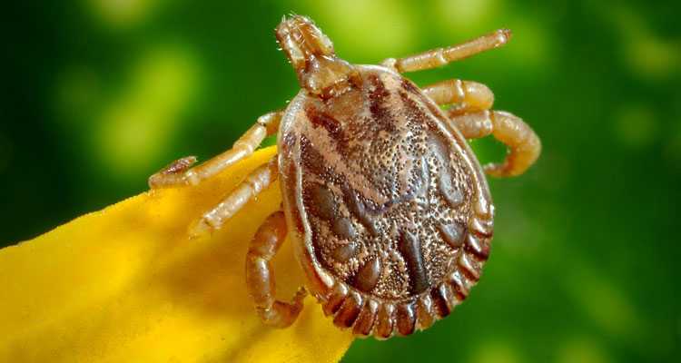Permethrin For Ticks - What Is It, And How Does It Work On Ticks?