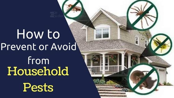 Pest Control: How To Prevent Or Avoid From Household Pests From House