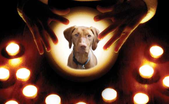 Pet Psychic - Communicate With Your Pets - Astronlogia