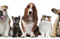 Pet friendly places in Mumbai