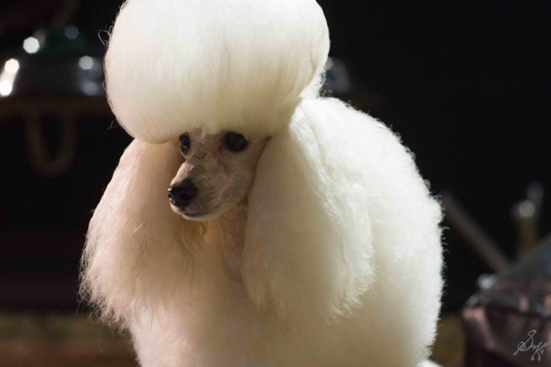 PetFed2017 Mumbai - Part 2