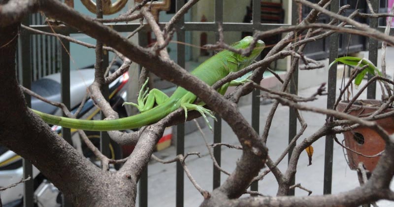Pets Green Iguana