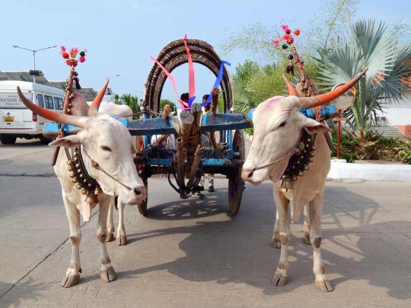 Phaltan: A Juxtaposition Of Two Worlds - Munni Of All Trades