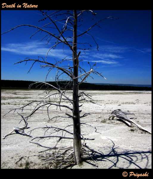 Photo Challenge - Death In Nature