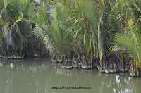 Photo Gallery- Sundarban National Park