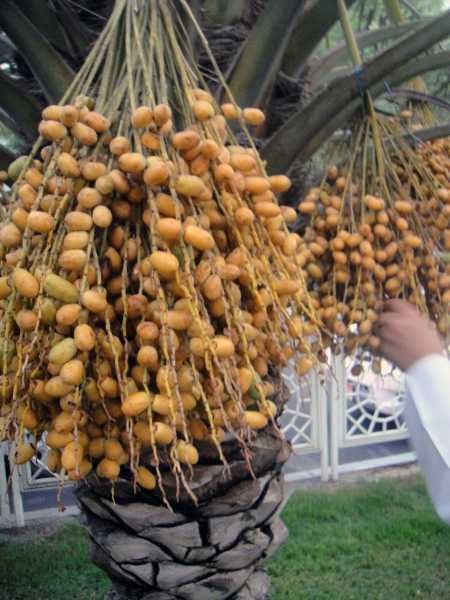 Photo Speaks - Festival Of Dates