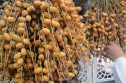 Photo Speaks - Festival of dates