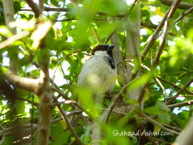 Photo: Where Are All The Sparrows