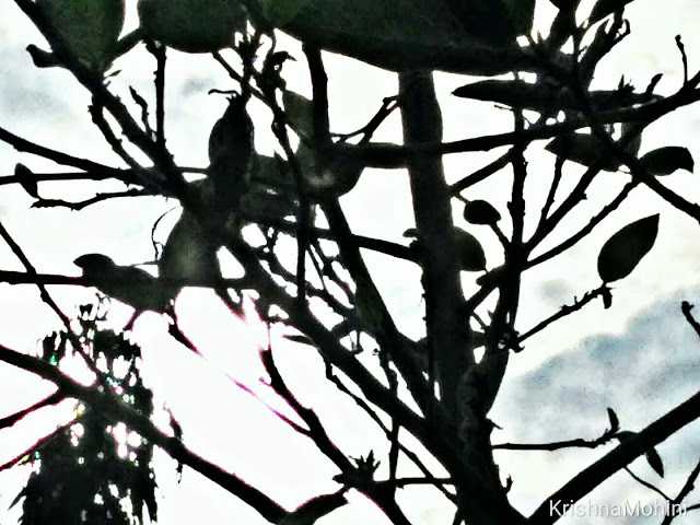 Photoblog: Beauty Branches