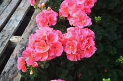 Photograph I: Flowers- Just like Us!