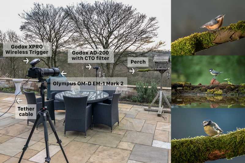 Photographer David Travis Setup His Backyard To Shoot Birds In A Creative Way - 121Clicks.com