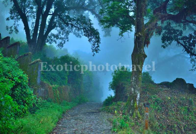 Photography At Dow Hill Forest, A Haunted Place In Kurseong