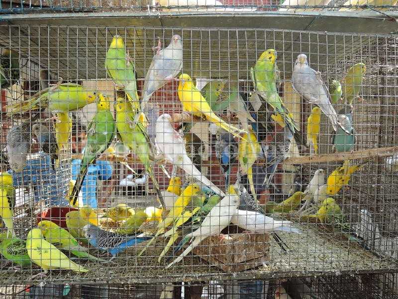 Photography At Galiff Street Pet Market, Kolkata - EXOTIC PHOTO TRAVEL