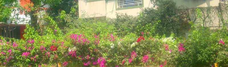 Photos:Flowers In February 2016 - Part 3!!