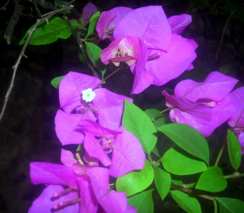 Photos:Flowers In February 2016 - Part 4!!