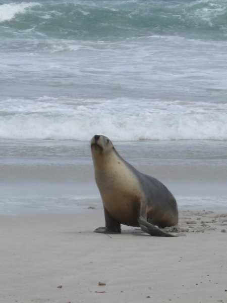 Photos From The Kangaroo Island Trip