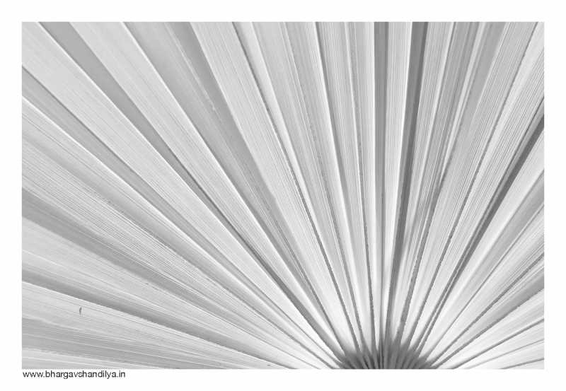 Photos Of Back-Lit Palm Leaf