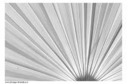 Photos of Back-Lit Palm Leaf