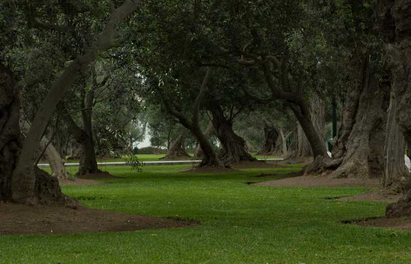 Photowalk In Bosque El Olivar