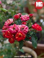 Pics Shared By MahaGro Potting Mix User